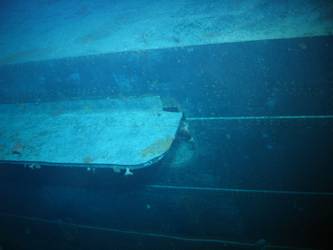 Port concealment flap for above water torpedo tubes